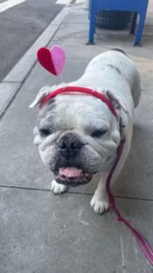 dog-walking-galery (10)