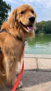 dog-walking-galery (13)