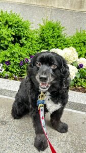 dog-walking-galery (14)