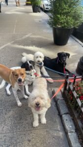 dog-walking-galery (18)
