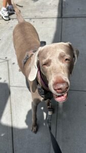 dog-walking-galery (19)