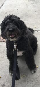 dog-walking-galery (20)