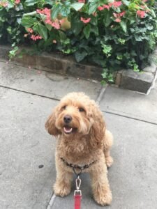 dog-walking-galery (21)