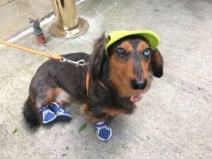 dog-walking-galery (3)