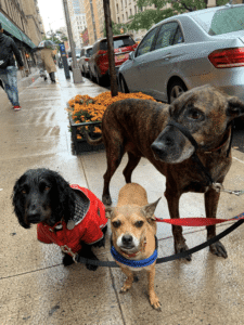 dog-walking-galery (8)