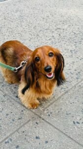 dog-walking-galery (9)