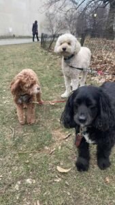 Group Walk