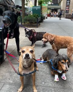 Group Walk