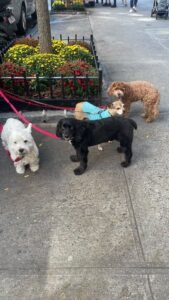 Group Walk