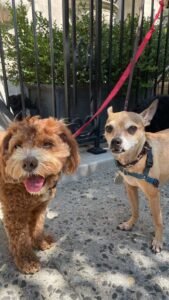 Semi-private Dog Walks