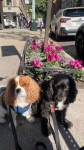 Semi-private Dog Walks