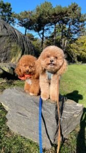 Semi-private Dog Walks