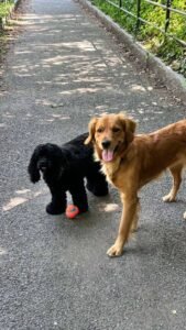 Semi-private Dog Walks